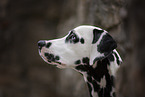 Dalmatian Portrait