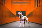 Dalmatian
