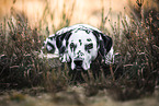 Dalmatian