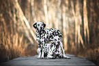 2 Dalmatians