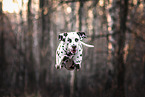 Dalmatian