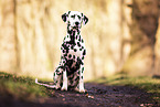 Dalmatian