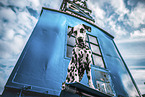 Dalmatian