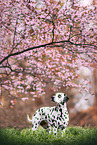 Dalmatian