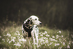 Dalmatian