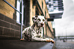 Dalmatian