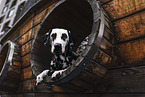 female Dalmatian
