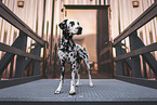 female Dalmatian