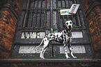 female Dalmatian