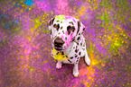 Dalmatian