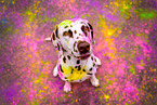 Dalmatian