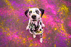 Dalmatian
