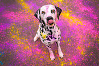 Dalmatian