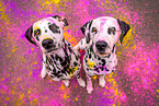 Dalmatians