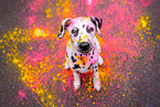 Dalmatian