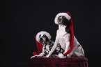 2 dogs
