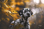 Dalmatian