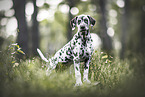 Dalmatian