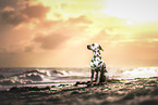 Dalmatian