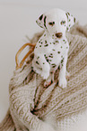 Dalmatian Puppy