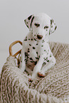 Dalmatian Puppy