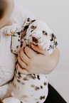 Dalmatian Puppy