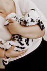 Dalmatian Puppy