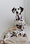 Dalmatians