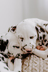 Dalmatian Puppies