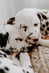 Dalmatian Puppies