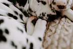 Dalmatian Puppies