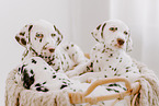 Dalmatian Puppies