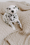 Dalmatian Puppy