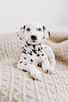Dalmatian Puppy