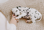 Dalmatian Puppy