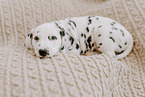 Dalmatian Puppy