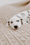 Dalmatian Puppy