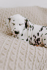 Dalmatian Puppy