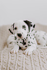 Dalmatian Puppies