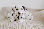 Dalmatian Puppies