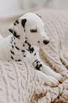 Dalmatian Puppy