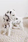 Dalmatian Puppy