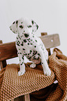 Dalmatian Puppy