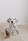 Dalmatian Puppy