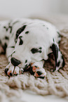 Dalmatian Puppy