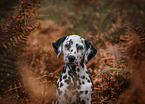 Dalmatian