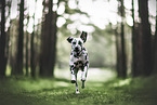 Dalmatian
