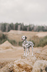 Dalmatian