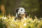 Dalmatian