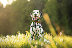 Dalmatian